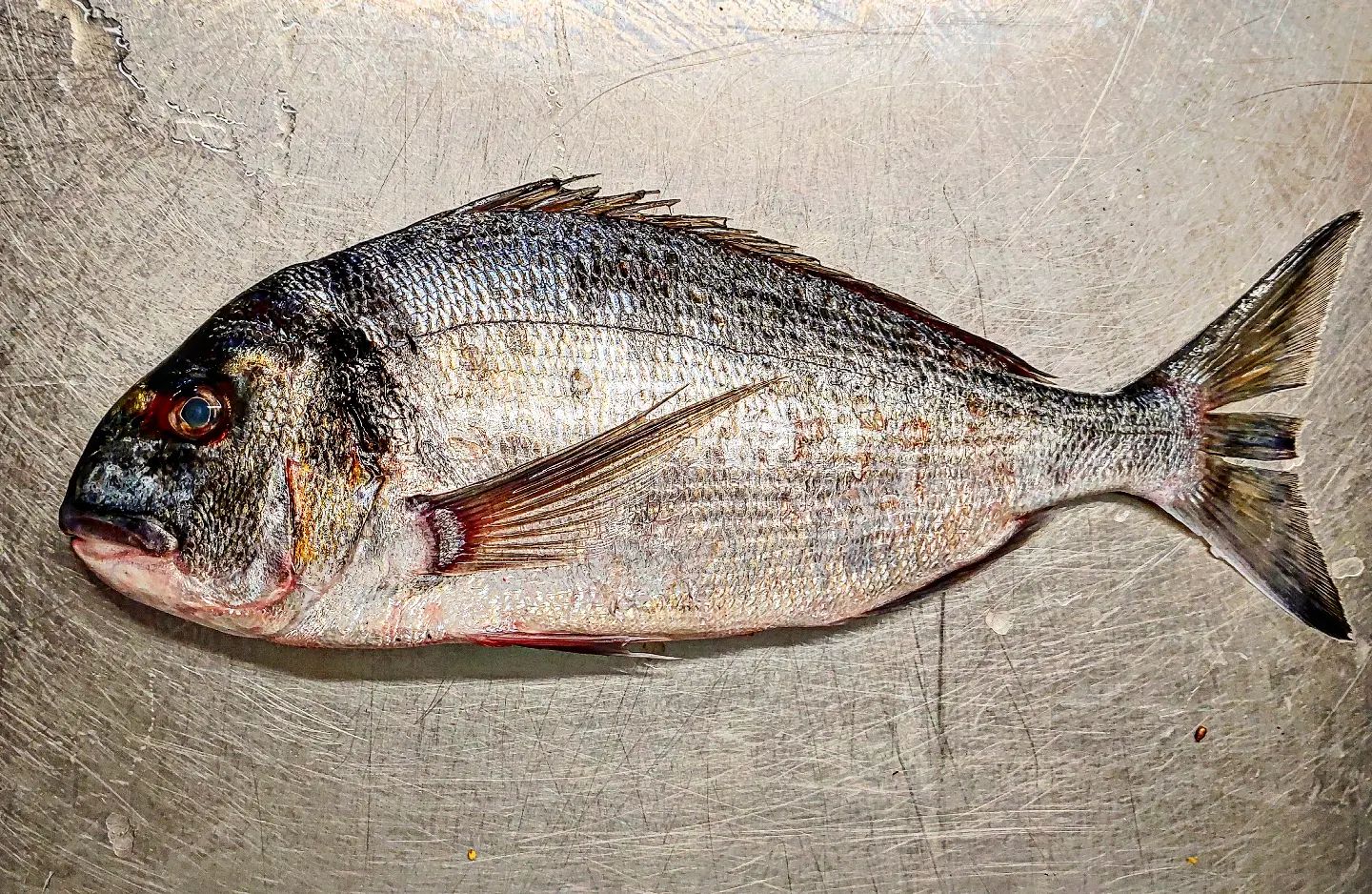 Fresh fish at The Fish Market